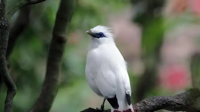 Burung Jalak Bali yang Menjadi Salah Satu Ekosistem di Taman Nasional Bali Barat