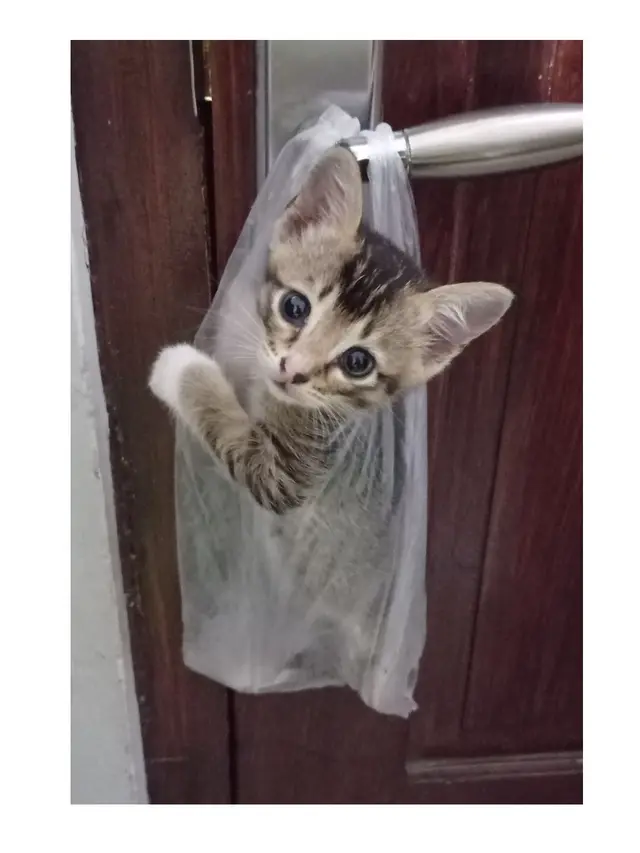 6 Potret Kucing Dicantelin Gagang Pintu di Dalam Kantong Kresek Ini Kocak, Pasrah Banget