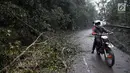 Pengendara melintas disamping pohon tumbang di Desa Sebudi, Karangasem, Bali, Minggu (3/12). Erupsi Gunung Agung menyebabkan dusun tersebut kosong ditinggal warga karena masuk dalam zona berbahaya. (Liputan6.com/Immanuel Antonius)