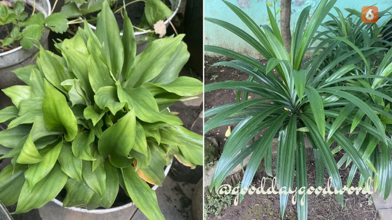 Daun Pandan Wangi  (Foto: x.com/gooddaygoodword)