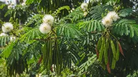 Top 3 Hot: Pohon yang Mengundang Burung Walet hingga Ide Kebun Sayur Rumahan