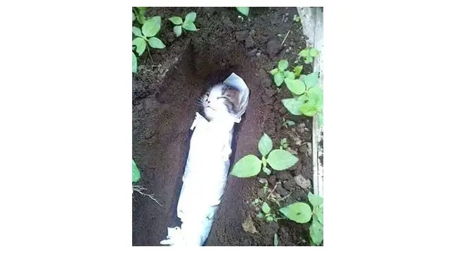 kucing kubur anaknya