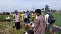 Petani di Kampung Samosir, Nagori Karang Bangun, Kecamatan Siantar, Kabupaten Simalungun, Sumatera Utara (Sumut) resah karena munculnya hama tikus