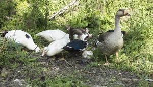AS Laporkan Kasus Flu Burung H5N5 Pertama pada Manusia, Epidemiolog: Harus Jadi Sinyal Kewaspadaan Tinggi. Foto: Freepik.
