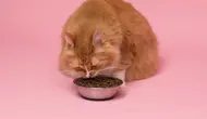 Plus Minus Dry Food untuk Kucing Menurut Dokter Hewan
