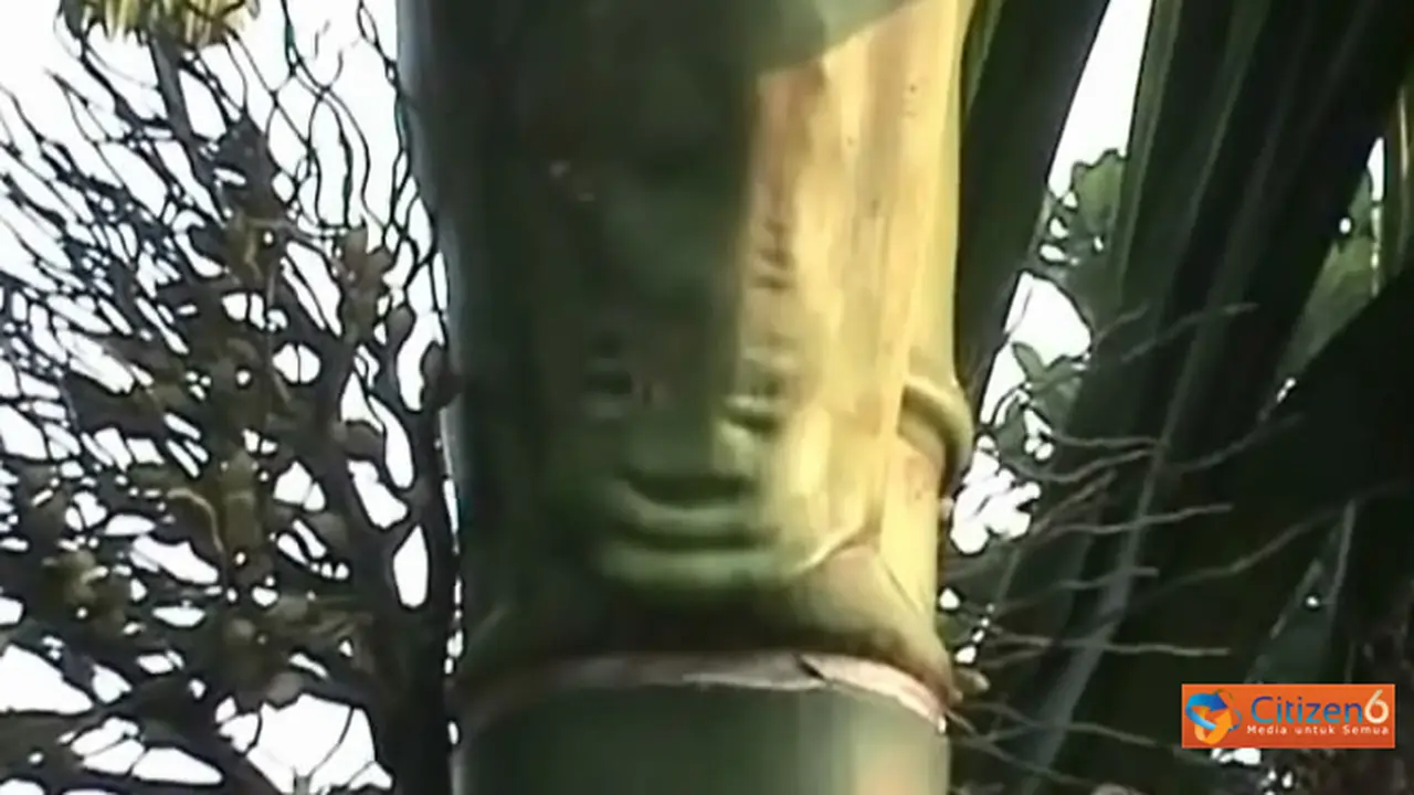 130619bpelepah.jpg