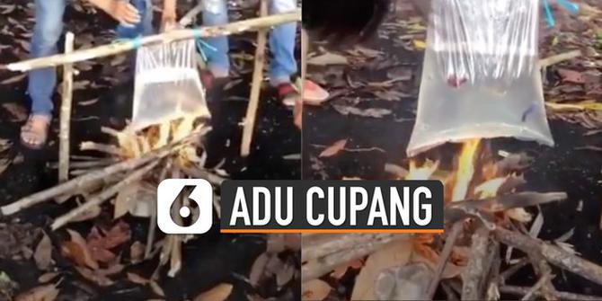 VIDEO: Viral Aksi Pemuda Adu Ikan Cupang di Bawah Api Menyala
