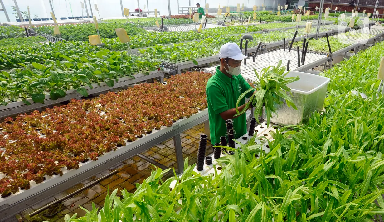 Petani memanen sayuran hidroponik pada areal bekas lapangan tenis di Greenville Farm, Tanjung Duren, Jakarta Barat, Senin (21/11/2022). Greenville Farm dirintis pada masa pandemi COVID-19 akibat terbengkalainya lapangan tenis. (merdeka.com/Arie Basuki)