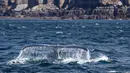 Seekor paus bungkuk terlihat di Teluk Jervis, Sydney selatan, Australia, pada 23 September 2020. (Xinhua/Bai Xuefei)