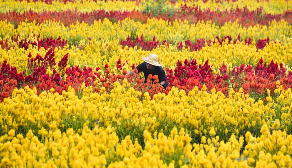 FOTO Mengunjungi Taman  Bunga  Celosia  Wisata Bernuansa 