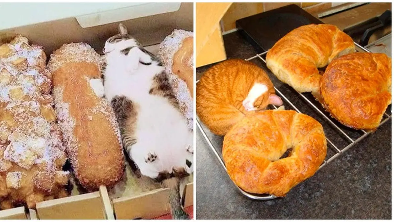 6 Tingkah Lucu Kucing Kamufalse Jadi Makanan, Pintar Menyelinap