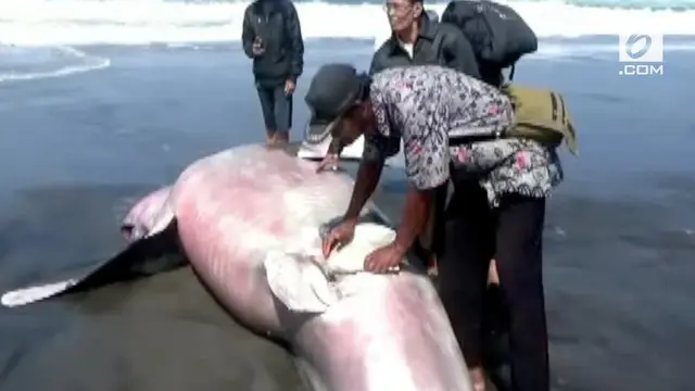VIDEO: Hiu Paus 4 Meter Terdampar di Pantai Yogyakarta