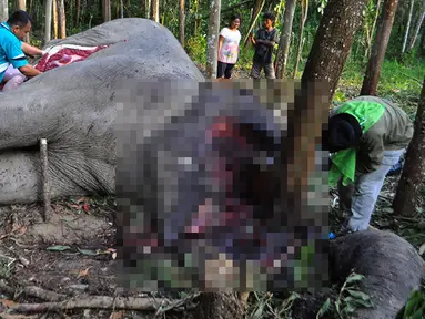 Sejumlah petugas bersama aktivis WWF melakukan otopsi gajah yang mati ditangan pemburu di Kabupaten Bengkalis, Riau, Rabu (11/2/2015).(Antara Foto/Wahyudie)