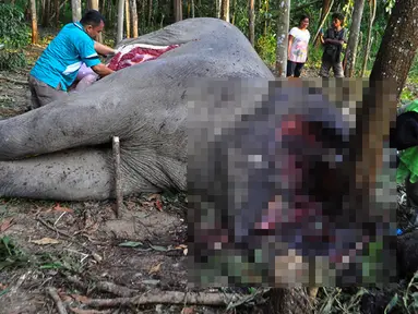 Sejumlah petugas bersama aktivis WWF melakukan otopsi gajah yang mati ditangan pemburu di Kabupaten Bengkalis, Riau, Rabu (11/2/2015).(Antara Foto/Wahyudie)