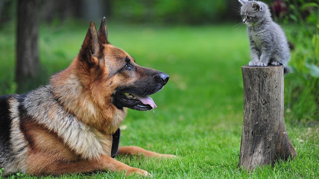 7 Bukti Kalau Kucing Lebih Baik daripada Anjing