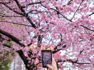 Orang-orang mengambil gambar bunga sakura di Taman Ueno di Tokyo, Jepang pada Senin (21/3/2022). Badan Meteorologi Jepang mengumumkan dimulainya musim bunga sakura di Tokyo. (Philip FONG / AFP)