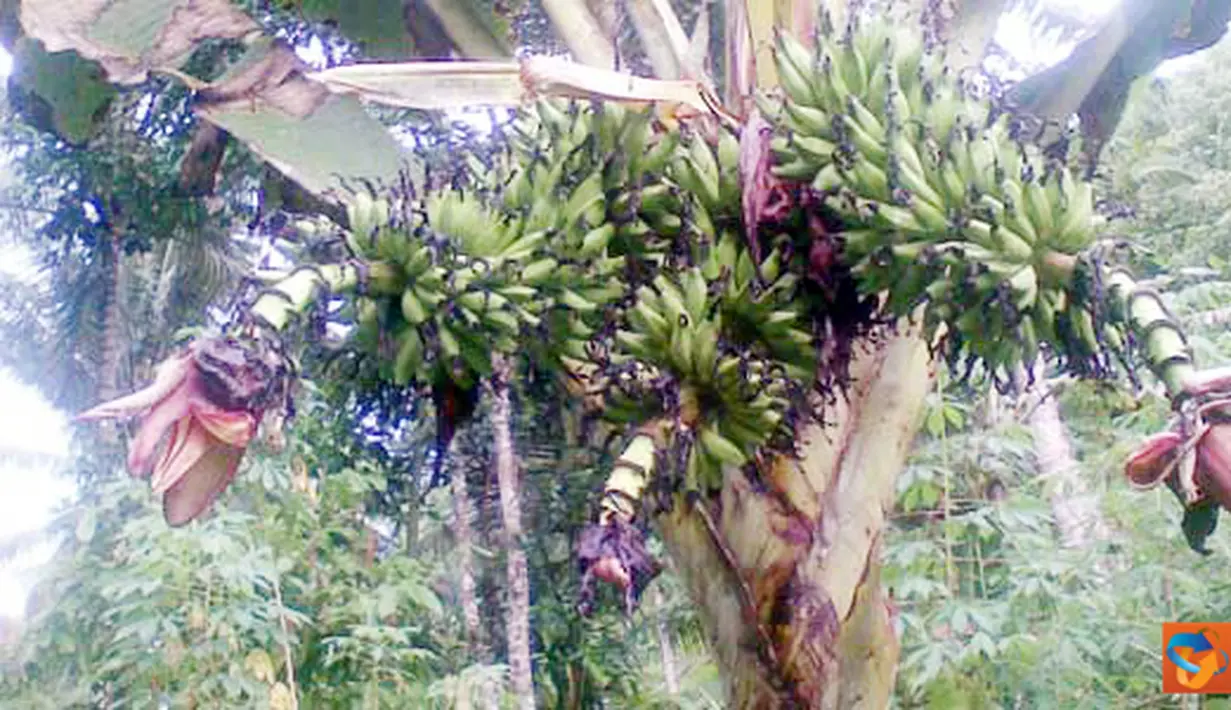 Citizen6, Maluku: Di Provinsi Maluku Utara, Kabupaten Halmahera Tengah tepatnya di Kota Weda tumbuh sebuah pohon pisang yang bertandan tiga. (Pengirim: Ghopal)