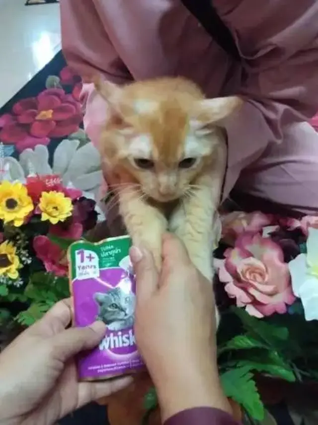 10 Potret Lucu Kucing Ikut Rayakan Lebaran, Sungkem dengan Donatur