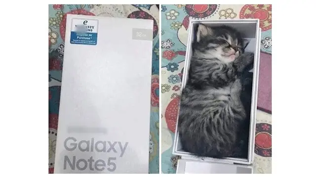 10 Potret Ini Buktikan Kucing Mampu Tidur di Mana Saja, Nyaman Banget