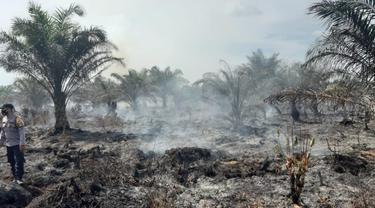 Kebakaran lahan di Kabupaten Agam, Sabtu (13/2/2021). (Dok BPBD Agam)