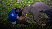 Petugas medis Balai Besar Konservasi Sumber Daya Alam (BBKSDA) Provinsi Riau merawat seekor anak gajah sumatera liar yang terluka di Siak, Riau, Rabu (16/10/2019). Gajah sumatera jantan berumur setahun itu terluka di kaki akibat jerat pemburu sehingga tertinggal dari kawanannya. (WAHYUDIE/AFP)