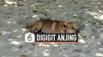 vertical anjing