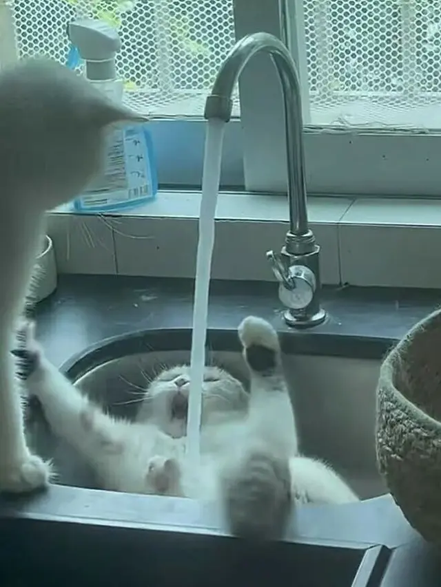 8 Potret Tingkah Kucing saat Gabut Ini Bikin Tepuk Jidat
