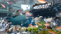 Pengunjung melihat ikan Napoleon yang berada dalam akuarium saat pameran Sony Aquarium 2017 di Tokyo (31/7). Ikan ini diangkut dari perarian pulau selatan Jepang di Okinawa. (AFP Photo/Akuhiro Nogi)