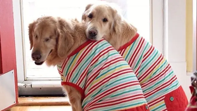 6 Potret Dua Anjing yang Selalu Bersama Ini Bikin Haru