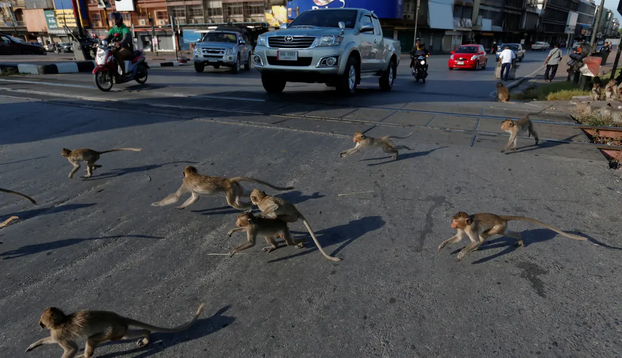 Sejumlah monyet berkeliaran di sepanjang jalan selama Festival Monkey Buffet, kawasan kuil Phra Prang Sam Yot, Bangkok, Thailand (27/11). Tradisi ini juga untuk menarik para wisatawan yang tengah berlibur. (REUTERS/Chaiwat Subprasom)