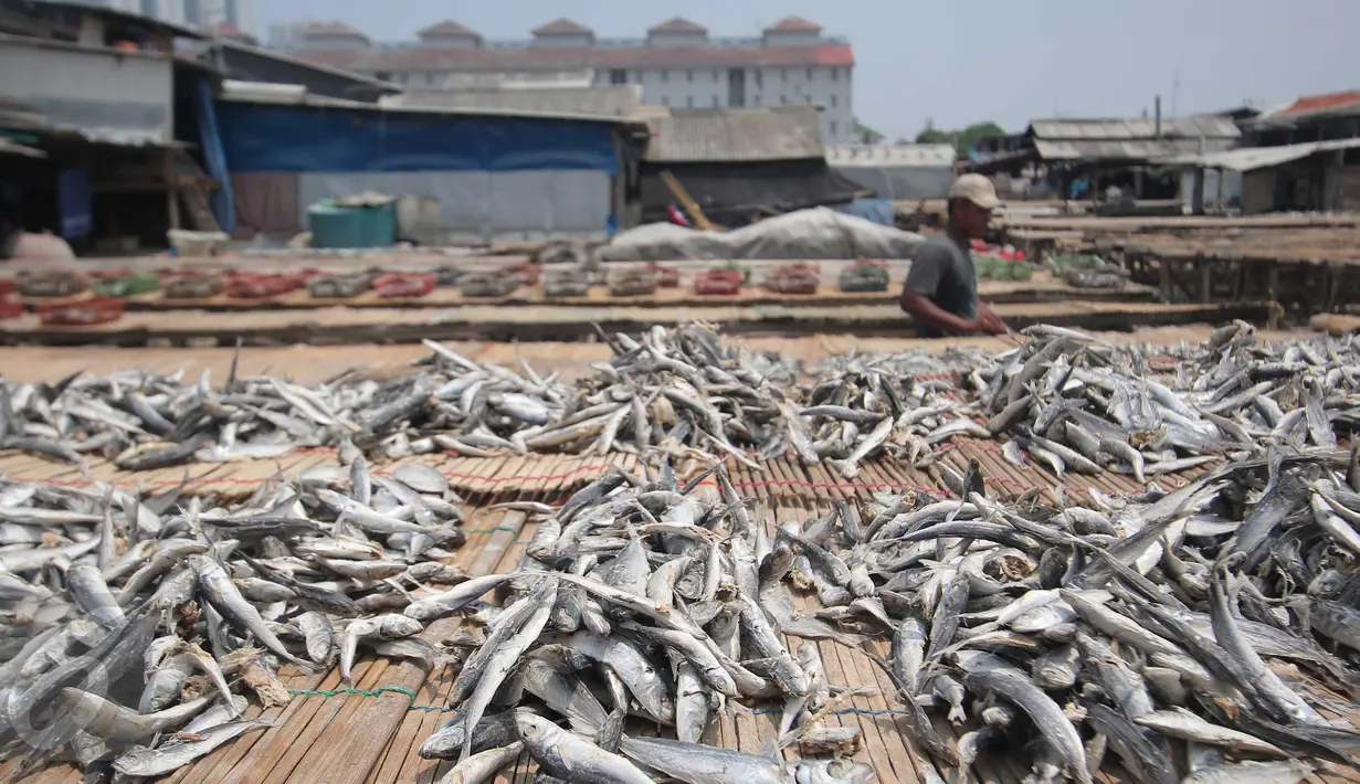 Pekerja saat menjemur ikan asin di Muara Angke, Jakarta, (4/12). Hal tersebut di sebabkan karena pasokan bahan baku mulai turun setelah Kementerian Kelautan dan Perikanan mengeluarkan sejumlah peraturan baru. Liputan6.com/Angga Yuniar