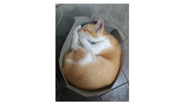 Potret Kucing Dikirim Melalui Peketan Dalam Kardus