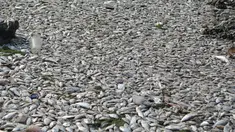 Ribuan ikan mati di sepanjang reklamasi pantai Ancol, Jakarta (30/11/2015). Ribuan ikan yang mati dan terdampar di pantai ini diduga akibat tercemar limbah industri. (Liputan6.com/Gempur M Surya)
