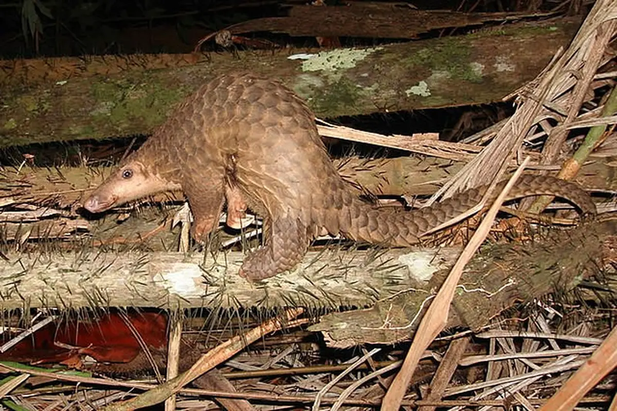 Hewan-hewan Misterius yang Masih Sulit Diteliti untuk Dikenali oleh Ilmuwan