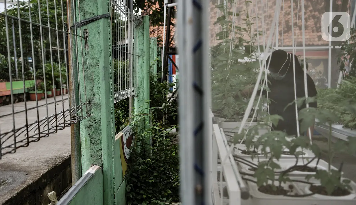 Anggota Kelompok Wanita Tani (KWT) Teratai saat melakukan perawatan tanaman sayur hidroponik di rumah kaca Green House, Sunter Muara, Jakarta, Minggu (13/12/2020). (merdeka.com/qbal S. Nugroho)