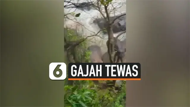 VIDEO: Enam Gajah Tewas Saat Selamatkan Kawanannya