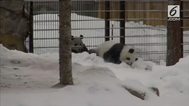 Kebun binatang Finlandia memperkenalkan dua ekor panda asal Tiongkok. Kedua panda ini mampu beradaptasi dengan lingkungan dan gemar bermain salju.