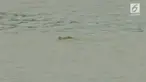 Seekor buaya dengan panjang 4 meter terlihat muncul di Palangkaraya, Kalimantan Tengah. Padahal tempat kemunculan buaya itu tidak dikenal sebagai habitat buaya.