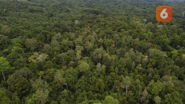 Hutan Kalimantan