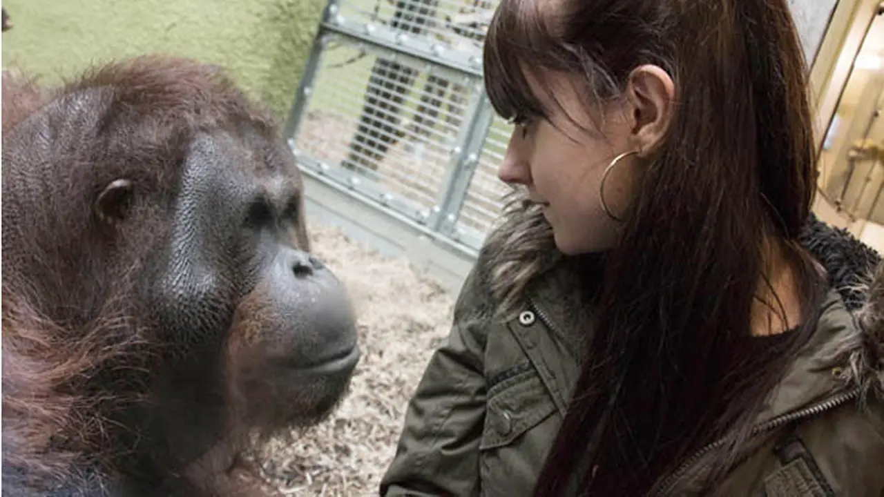 Aneh, Pria Ini Cemburu Saat Orang Utan Mendekati Pacarnya