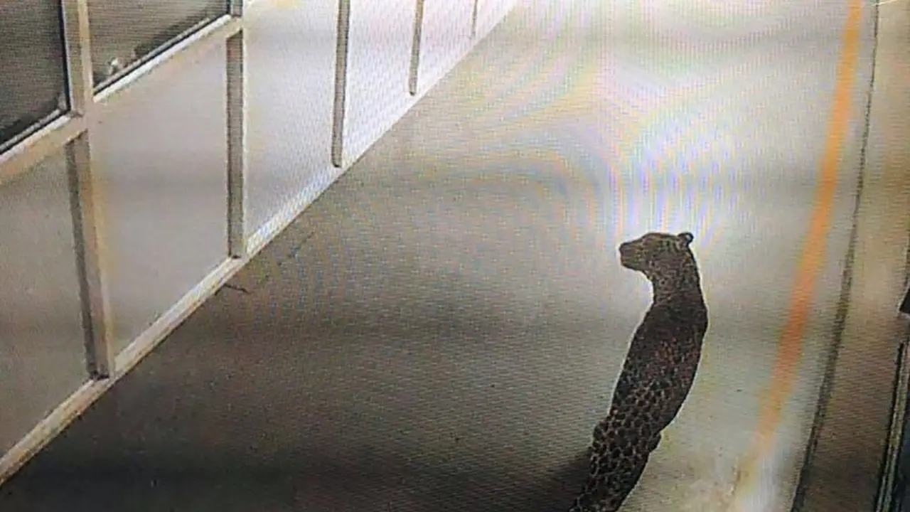 Rekaman CCTV mengungkap seekor macan tutul tengah berkeliaran di lorong-lorong pabrik mobil India (AFP)