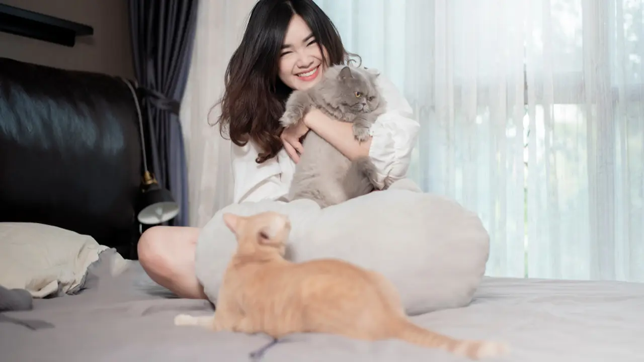 Ilustrasi kucing