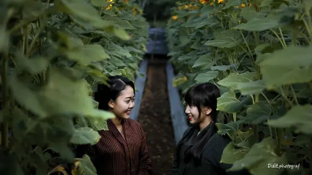 Belakangan wisata kebun bunga menjadi sebuah tren tersendiri di kalangan para wisatawan, terutama anak muda.