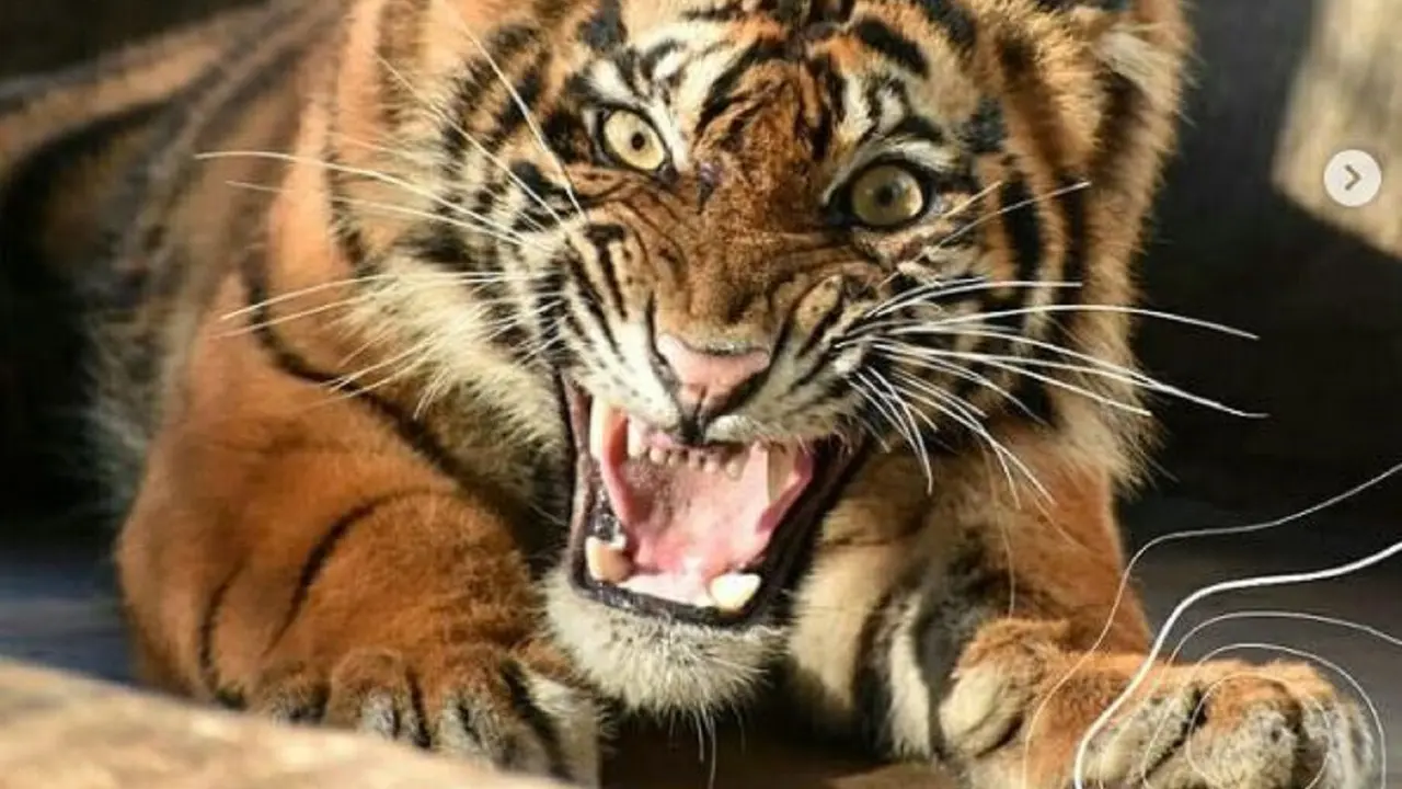 Harimau sumatra