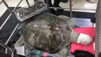 Saat dikeluarkan dari perut penyu, koin-koin itu berbobot 5 kg.