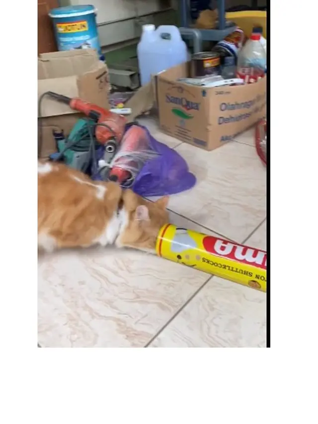10 Potret Kucing Memaksa Masuk Kardus Ini Bikin Gemas, Enggak Sadar Ukuran