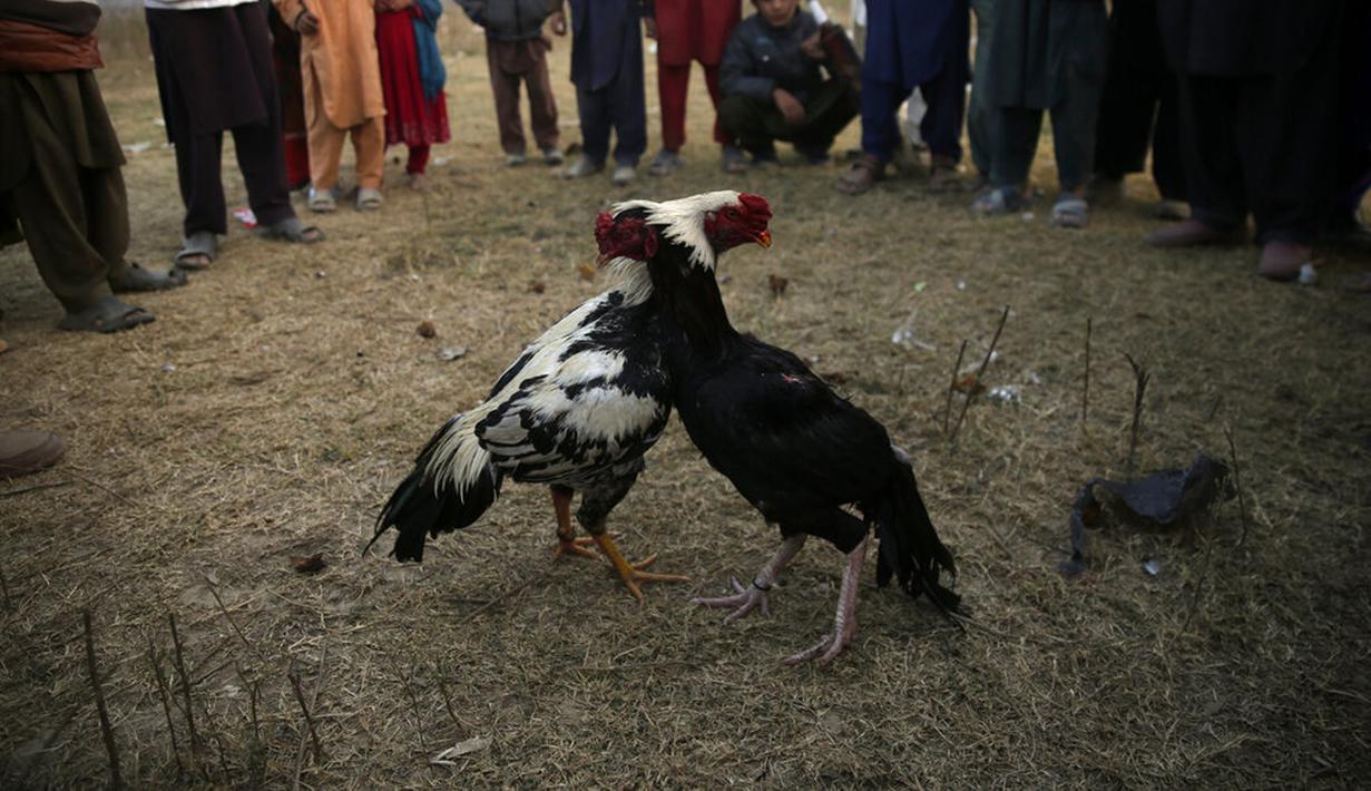 Anak-anak menonton pertandingan sabung ayam di pinggiran Islamabad, Pakistan, 15 Desember 2021. Pakistan terkenal memiliki jenis ayam petarung paling tua di dunia dengan kekuatan fisik dan mental bertarungnya. (AP Photo/Rahmat Gul)