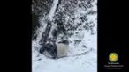 Bao Bao, seekor anak panda yang lahir di Smithsonian's National Zoo, terlihat begitu gembira menikmati salju untuk pertama kalinya di musim dingin ini.