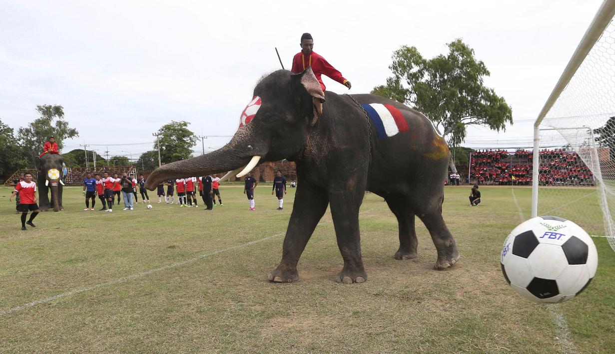 Sejumlah gajah bermain sepak bola dengan badan dilukis bendera peserta Piala Dunia 2018 di Ayutthaya, Selasa (12/6/2018). Kegiatan yang dilakukan Sekolah Ayutthaya Wittayalai ini dilakukan untuk memeriahkan Piala Dunia. (AP/Sakchai Lalit)
