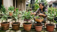 7 Ide Kebun Sayur dalam Pot Simpel untuk Usia 50 ke Atas, Hemat Lahan dan Mudah Dirawat